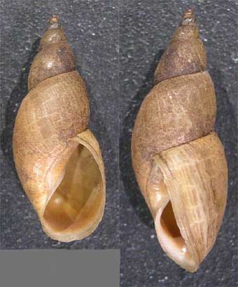 Stagnicola cfr. palustris